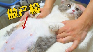 母猫怀孕50天做b超，宝宝在肚子里蹬腿，太萌了！