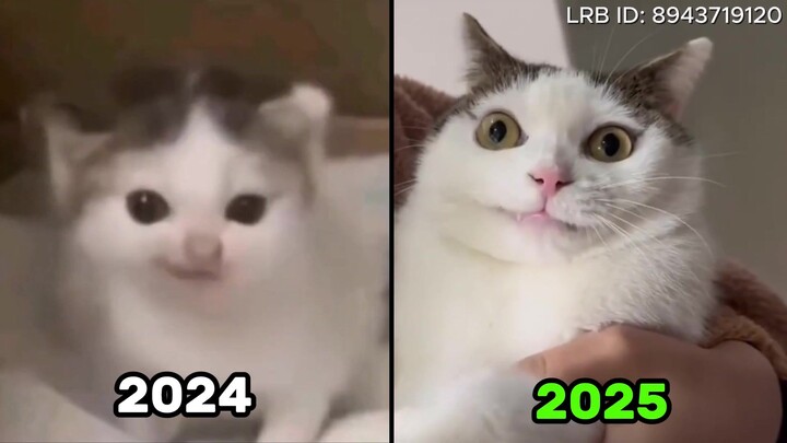 What’s become of the cats that once went viral all over the internet?