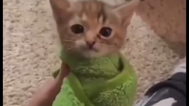 Kitten Compilation #4