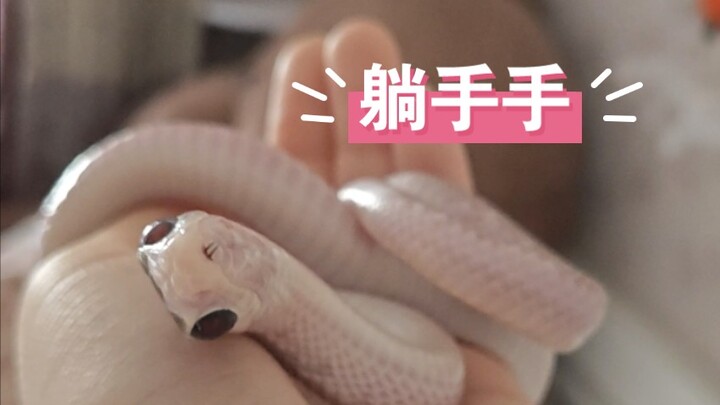 A laid-back snake is like this: