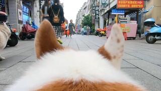 以狗狗的视角逛街是怎么样的体验？