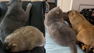 Saya membeli seekor groundhog sebagai teman kucing saya, dan perang kucing-tikus pun terjadi.
