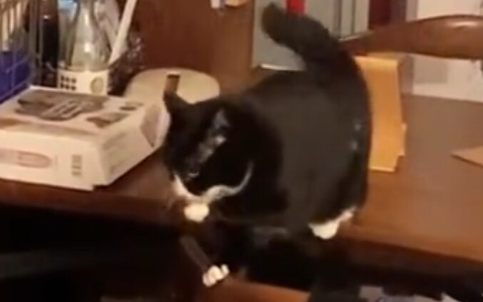 Cat: meow~meow~hey