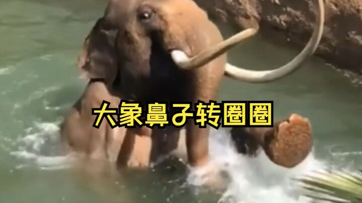 لا تقتصر وظيفة خرطوم الفيل على حمل الأشياء فحسب، بل يمكنه أيضًا رش الماء لصنع قوس قزح، بل وحتى استخد