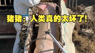 猪猪：人类真的太坏了！