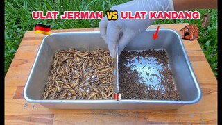 EKSPERIMEN: ULAT JERMAN vs ULAT KANDANG [BATTLE]