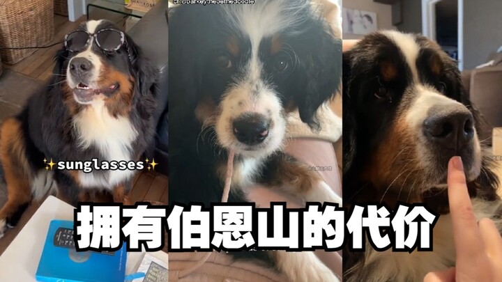 Perhatian! Setelah punya Little Bo, kamu bakal kehilangan hal-hal berikut!