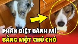 Cách phân biệt BÁNH MÌ ngon hay dở chỉ bằng 1 CHÚ CHÓ 😂 | Yêu Lu