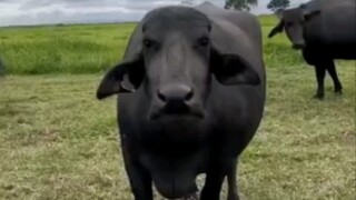 Niu Niu: I hate humans who have no sense of boundaries.