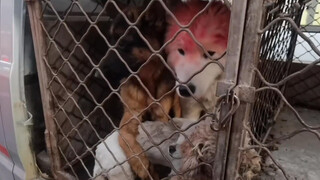 Bantuan | Tolong Bersikap Baik pada Setiap Ekor Anjing