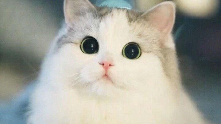 这才是锰男该看的视频！