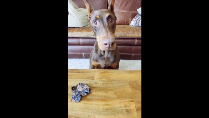 This is the funniest compilation I’ve ever seen—laughing my head off!! Hahahaha!!