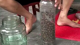 Bisakah saya membuat anggur ini?