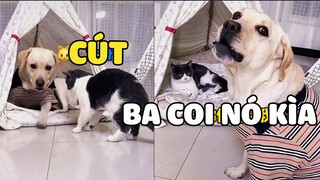 Sen thì CHỬI NHEM NHẺM, mà THƯỢNG meo meo 2 tiếng đã cong đít chạy 🤣|  Pets TV