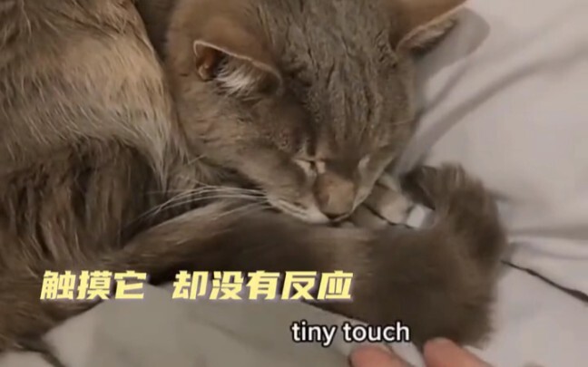 Sometimes only you know the truth, and it just makes you feel helpless #Cats #CutePets #Healing