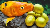 Membersihkan Mainan Belut ikan mas emas Primitif Memasak Stop Motion ASMR fish eggs movement!