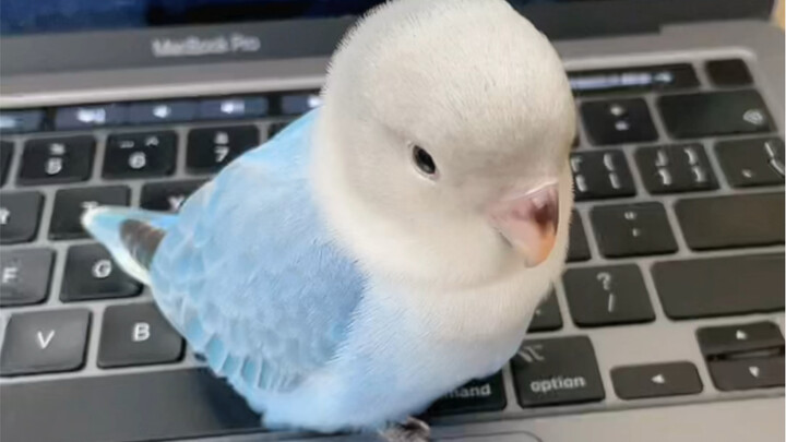 A quick rua of the chick