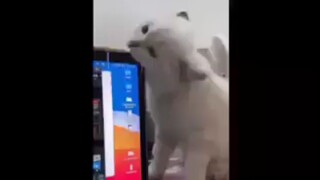 Meow