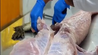 Bánh mì kẹp thịt cá sấu 🐊 có gì ngonn :3 #monngonmoingay #nauankhongkho