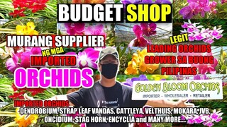 MURANG SUPPLIER NG IMPORTED ORCHIDS | GOLDEN BLOOM ORCHIDS | ORCHIDS SUPPLIER sa BUONG PILIPINAS