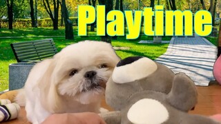 Borgy the Shih Tzu Goes to the Park ( Cute & Funny Dog Video )