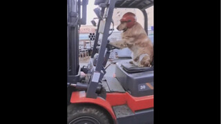 "Anjing milik orang lain"