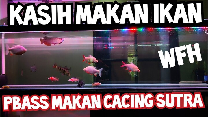 PBASS MAKAN CACING SUTRA