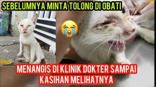 Mengharukan Kucing Menangis Minta Tolong Karena Ekornya Membusuk Akhirnya Di Tangani Dokter..!