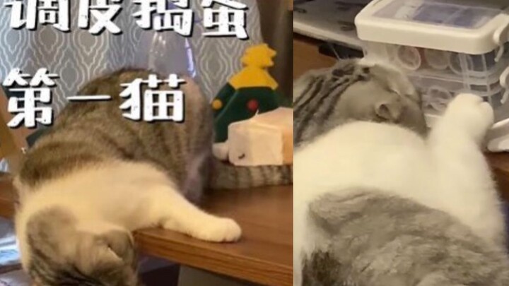 Kucing yang dulu penurut memasuki masa pemberontakan, bahkan tidak mendengarkan nasihat orang tua!