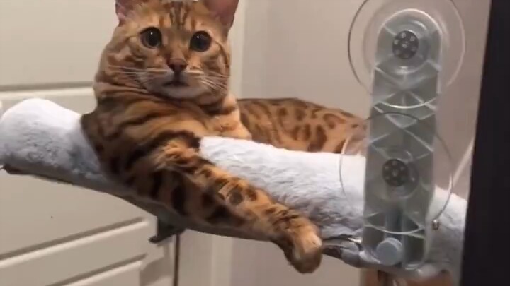 A little kitten was overjoyed when it met its late owner’s twin brother for the first time.