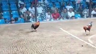 4th fight 4cock derby 2W2L