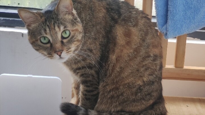 بعض القطط ما تأخذ الضرب عبثًا.