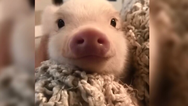 Gak nyangka babi susu kecil bisa seimut ini! 【Bebas dan Rileks, Elegan serta Imut】
