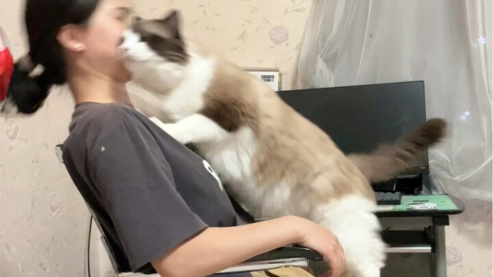 Mèo Ragdoll bám người quả thật không hổ danh, chỉ có điều nó hơi bất cần đời quá thôi.