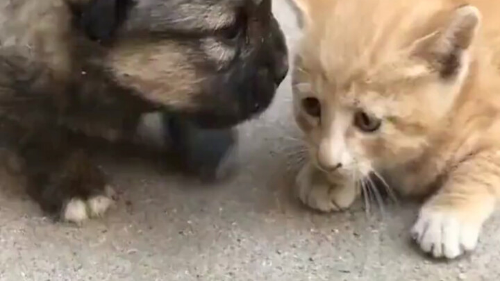 แมวน้อยและหมาน้อยไม่มีวันทำตัวดีได้เลย