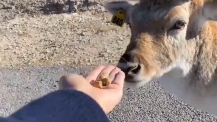 Deer: Why can’t you understand what I mean? This person has no spiritual sensitivity.