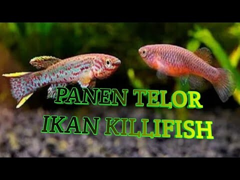 CARA PANEN TELOR IKAN KILLIFISH