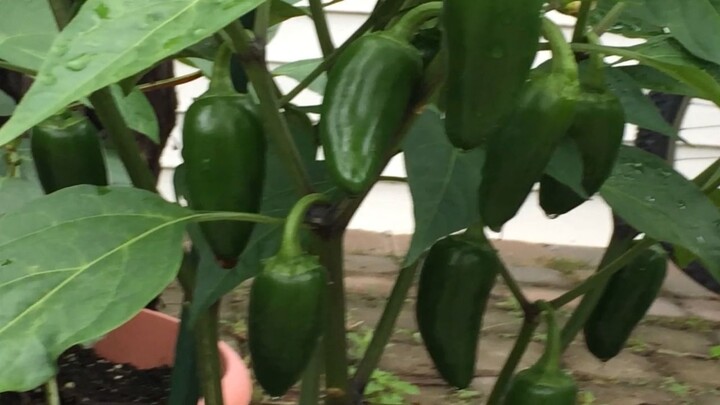 Growing peppers in containers My Lovely Garden 4 (2023)