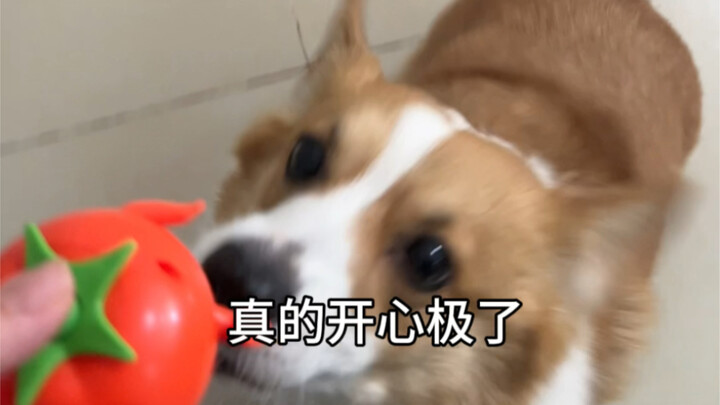 小狗我呀，也吃到海底捞啦