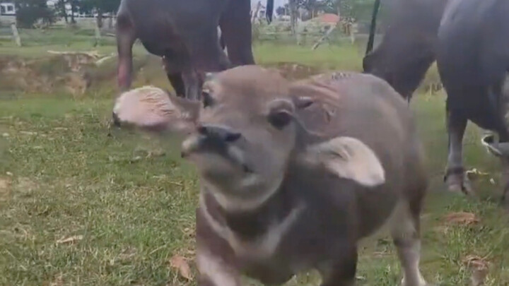 Sapi kecil itu lahir dengan kondisi kerdil, tak bisa tumbuh besar dan tidak bisa bekerja; sang pemil