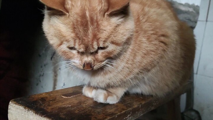 I said that cats sneaking into the stove hole is a bad habit, and it nodded in agreement.