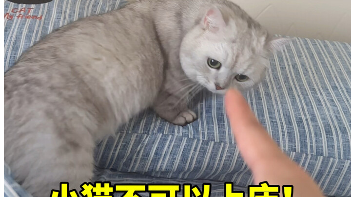 Cats aren’t allowed on the bed!