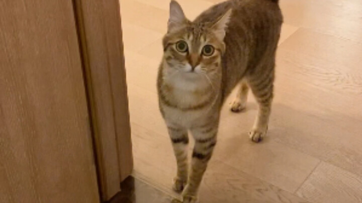 Mèo Mai Ly tranh thủ liếc nhìn tôi giữa lúc bận rộn…