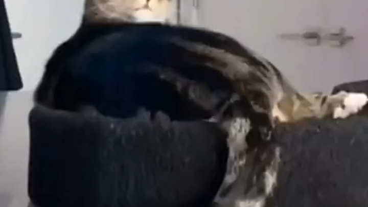 “Bos, kucingnya rusak, bisa diperbaiki nggak...” #hewankocak #tingkahmenggemaskankucing