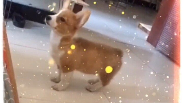 Con chó này chắc chắn từng tham gia huấn luyện quân sự, tư thế còn chuẩn hơn cả mình nữa!!!? @