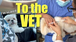 My Dog Finally Agrees To Go To The Vet For Check-up ( Cute Funny Shih Tzu Dog Video)