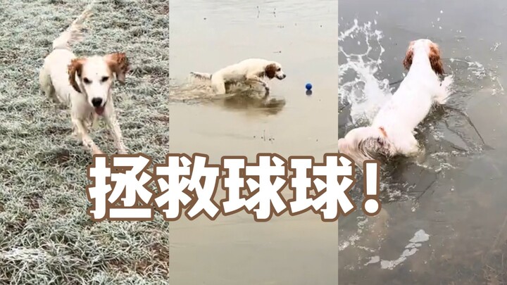 Anjing pemberani tidak takut pada kesulitan! Memuji semangat anak anjing✨