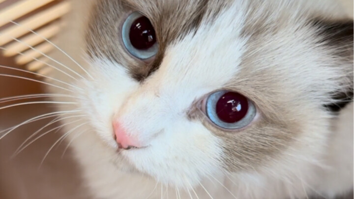 Dịp nghỉ lễ Quốc khánh này cũng chẳng rảnh chút nào, ngoài trực ca còn đi cứu thêm hai con mèo nữa.