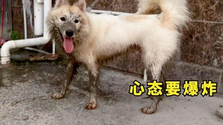 หมาสามตัวบ้าเล่นในโคลนจนแทบบ้าตาย เจ้าหน้าที่พลั่วอึไม่ได้ขึ้นมาในลมหายใจเดียวแทบหมดสติลงกับพื้น