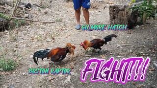 BOSTON RAPTOR VS GILMORE HATCH SPAR!!  JRP BACKYARD